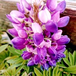 Meet your Posher, Elleorah